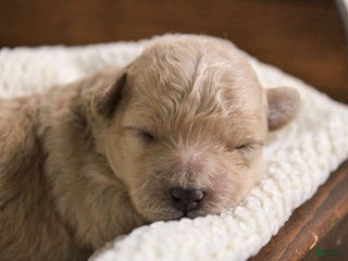 Maltipoo dogs Noelle - Ad 2