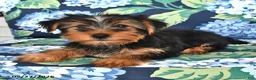 Yorkshire Terrier dogs for sale: Tommy - Ad 1
