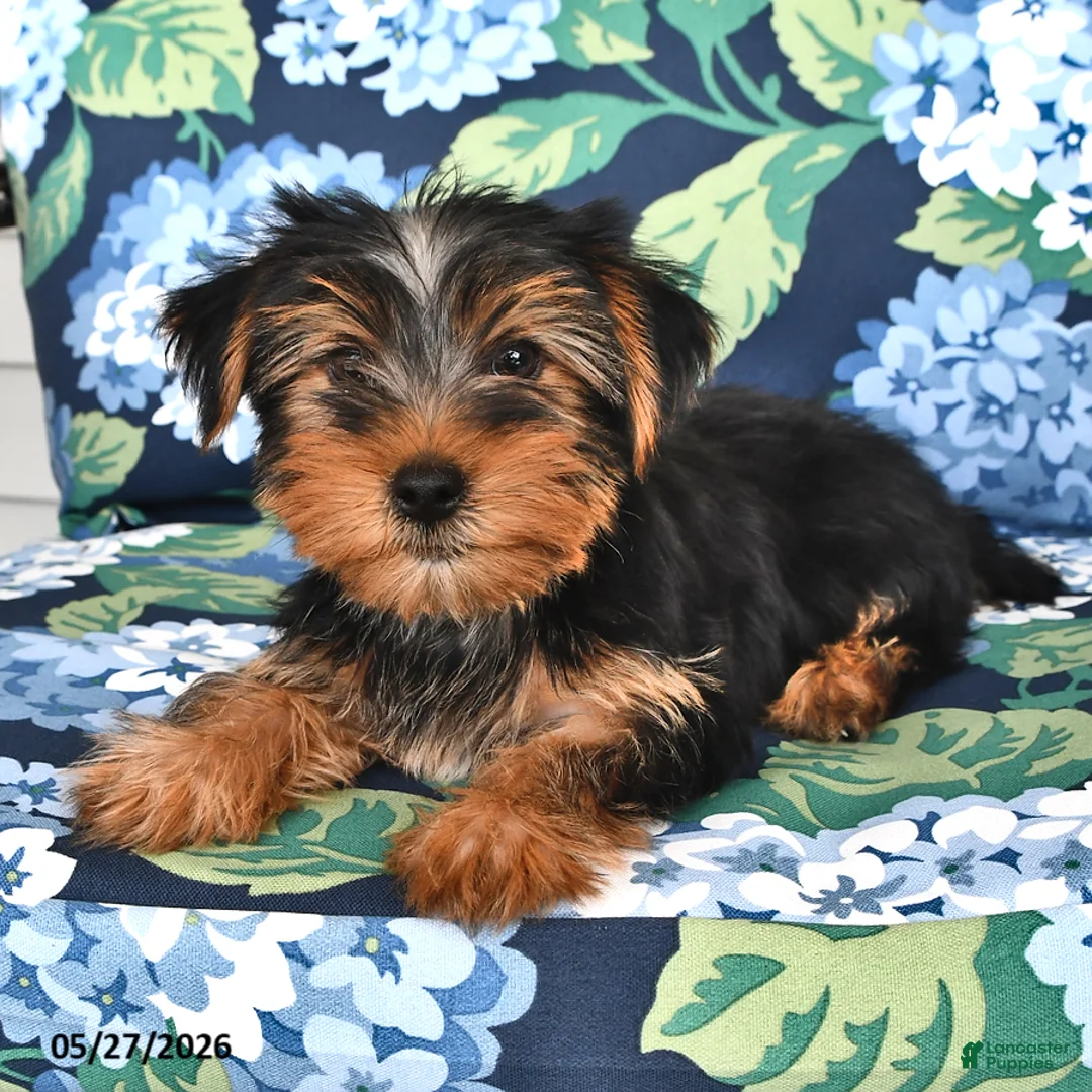 Yorkshire Terrier dogs for sale: Tommy - Ad 1
