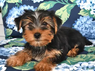 Yorkshire Terrier dogs for sale: Tommy - Ad 2