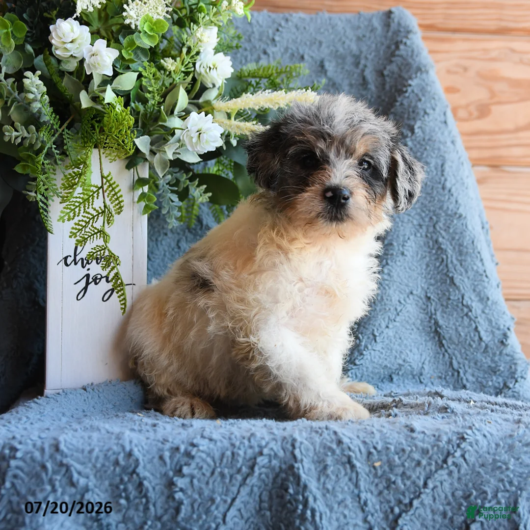 Schnoodle dogs for sale: Oona - Ad 3