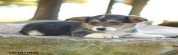 Welsh Corgi Pembroke dogs for sale: Hadley - Ad 3