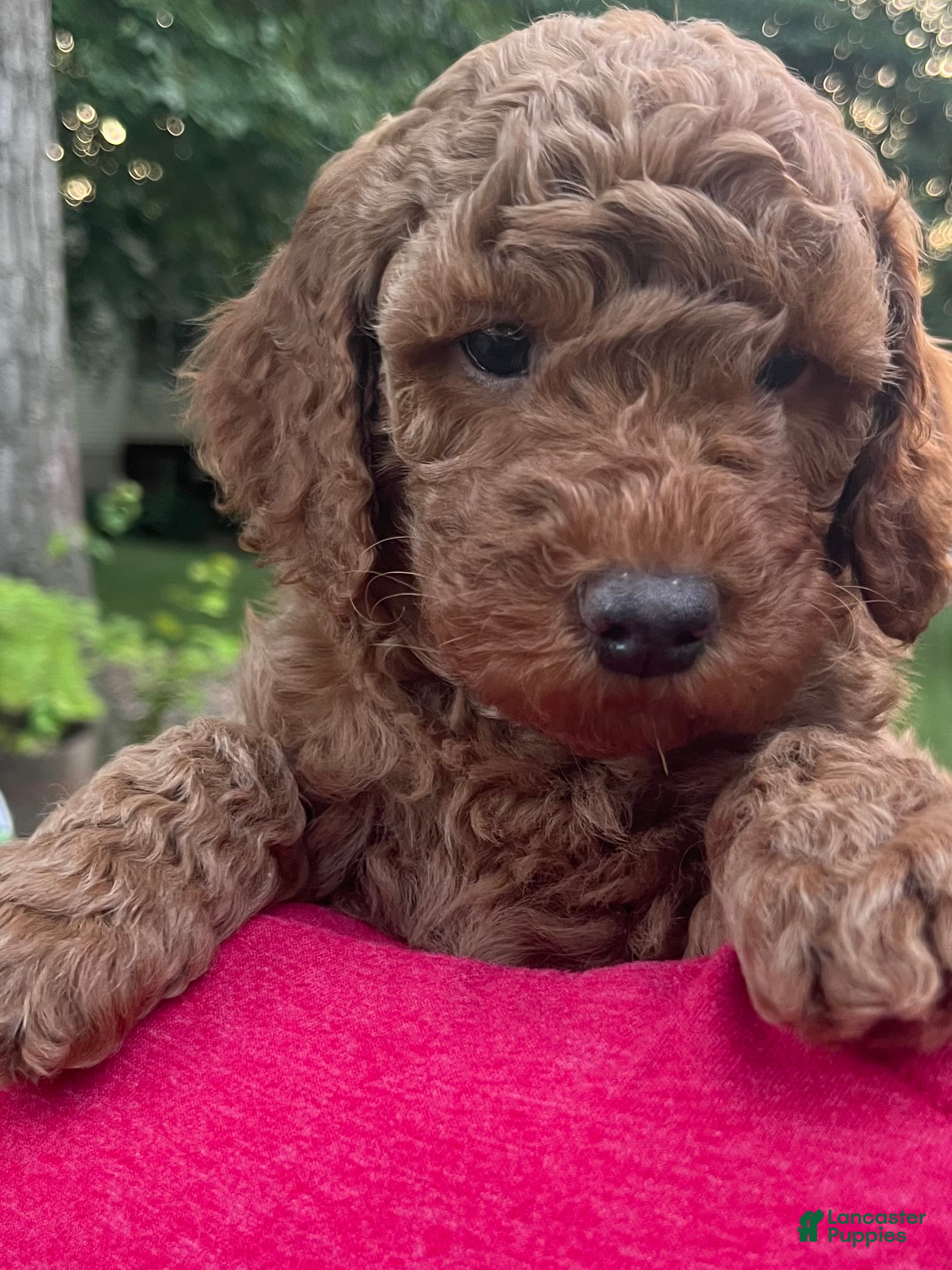 Mini Goldendoodle dogs for sale: Nash - Ad 2