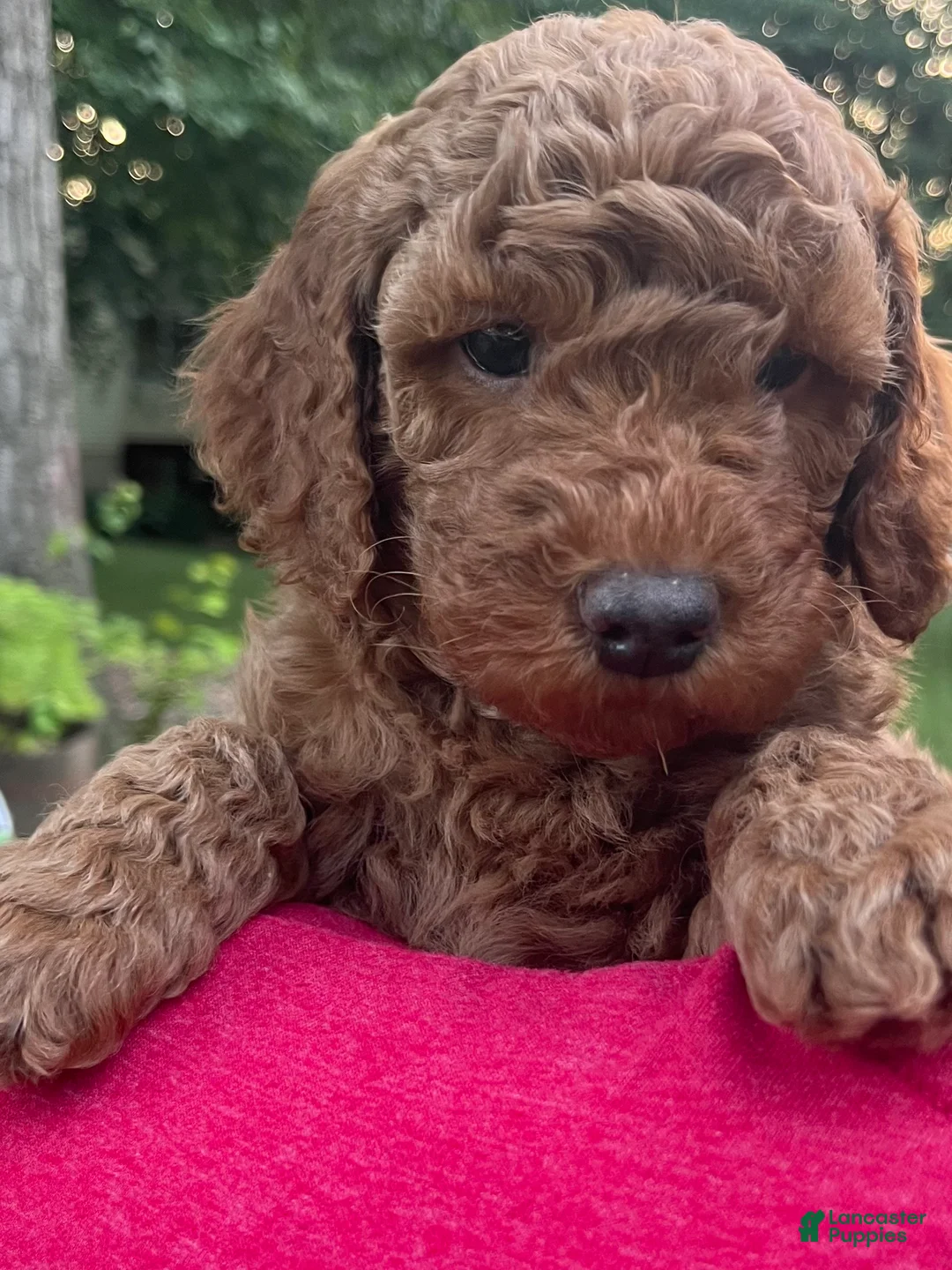 Mini Goldendoodle dogs for sale: Nash - Ad 2