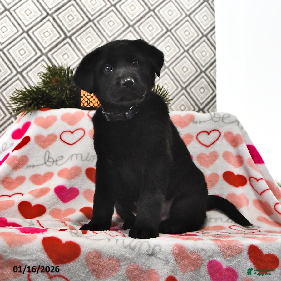 Mixed Breed dogs Lizzie - Ad 2