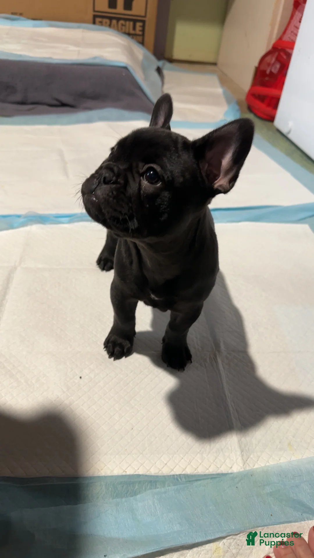 French Bulldog dogs for sale: French Bulldog Puppy 2 - Ad 1