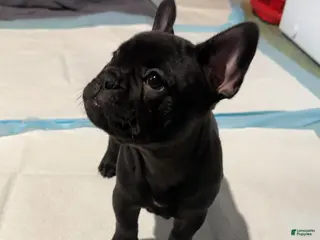 French Bulldog dogs French Bulldog Puppy 2 - Ad 5