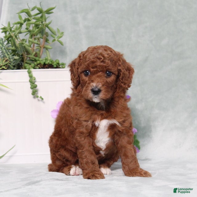 Miniature Poodle dogs Queenie - Ad 2