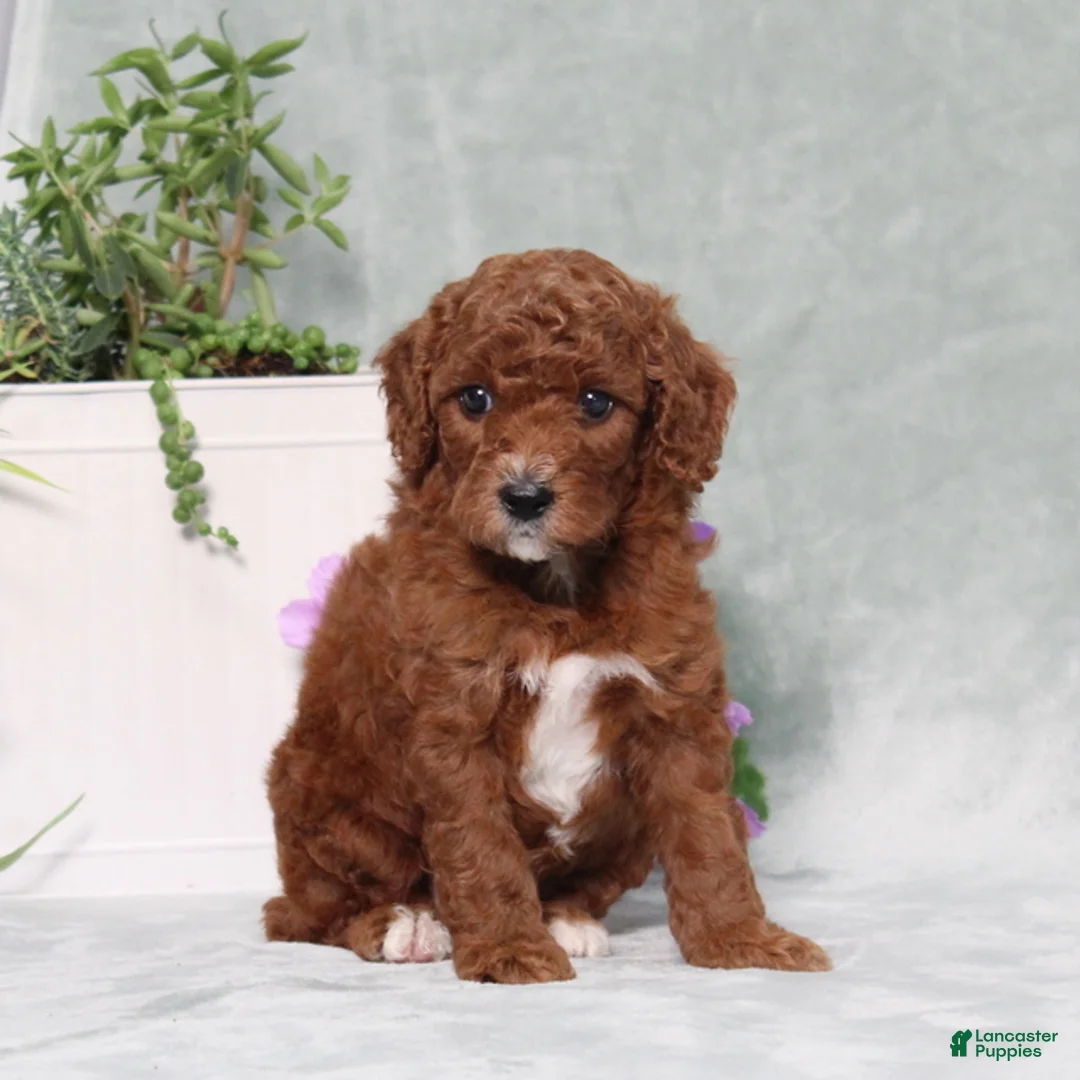 Miniature Poodle dogs for sale: Queenie - Ad 2