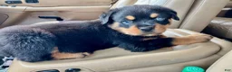 Rottweiler dogs for sale: Rottweiler 1 - Ad 6