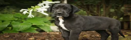 Great Dane dogs for sale: Brielle Great Dane  - Ad 4