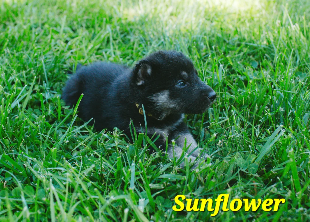 Mixed Breed dogs for sale: Sunflower 🌻  - Ad 2