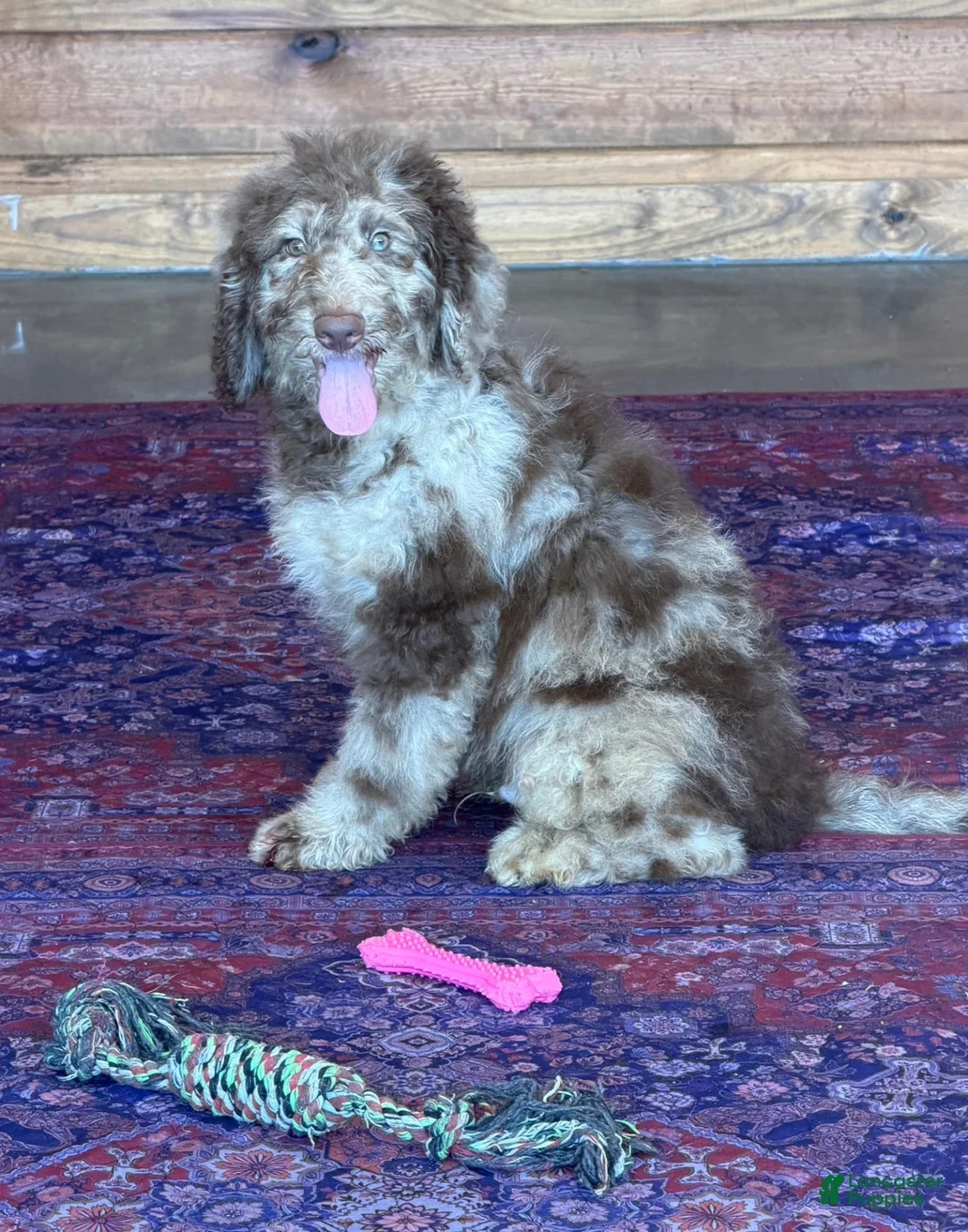 Miniature Labradoodle dogs for sale: Speck - Ad 2