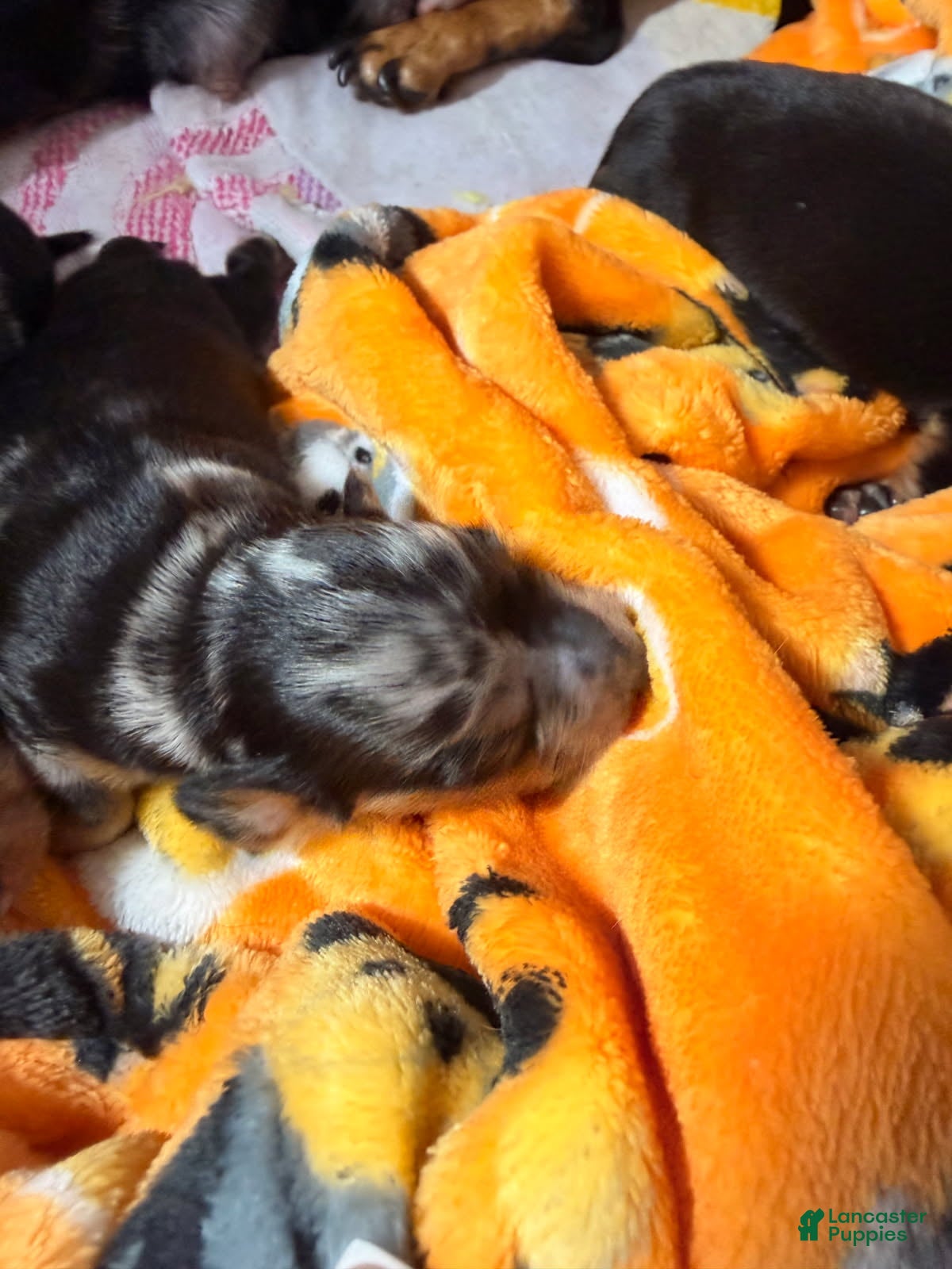 Miniature Dachshund dogs Tina - Ad 8