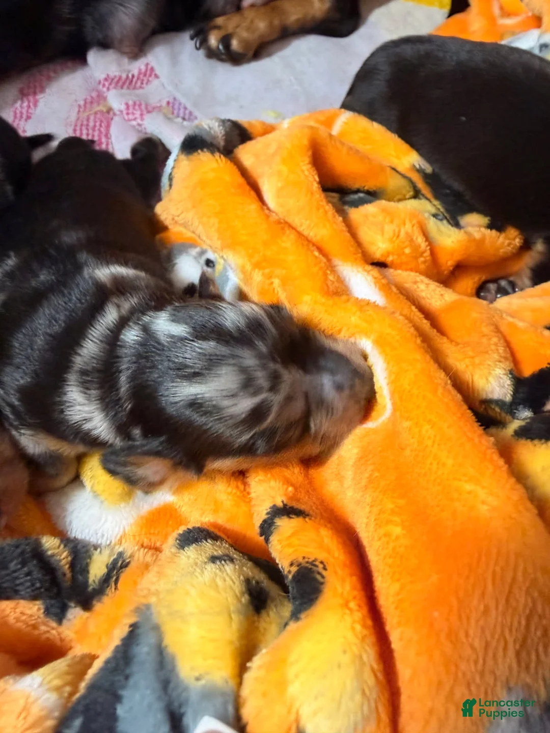 Miniature Dachshund dogs for sale: Tina - Ad 1