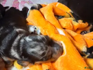 Miniature Dachshund dogs Tina - Ad 8