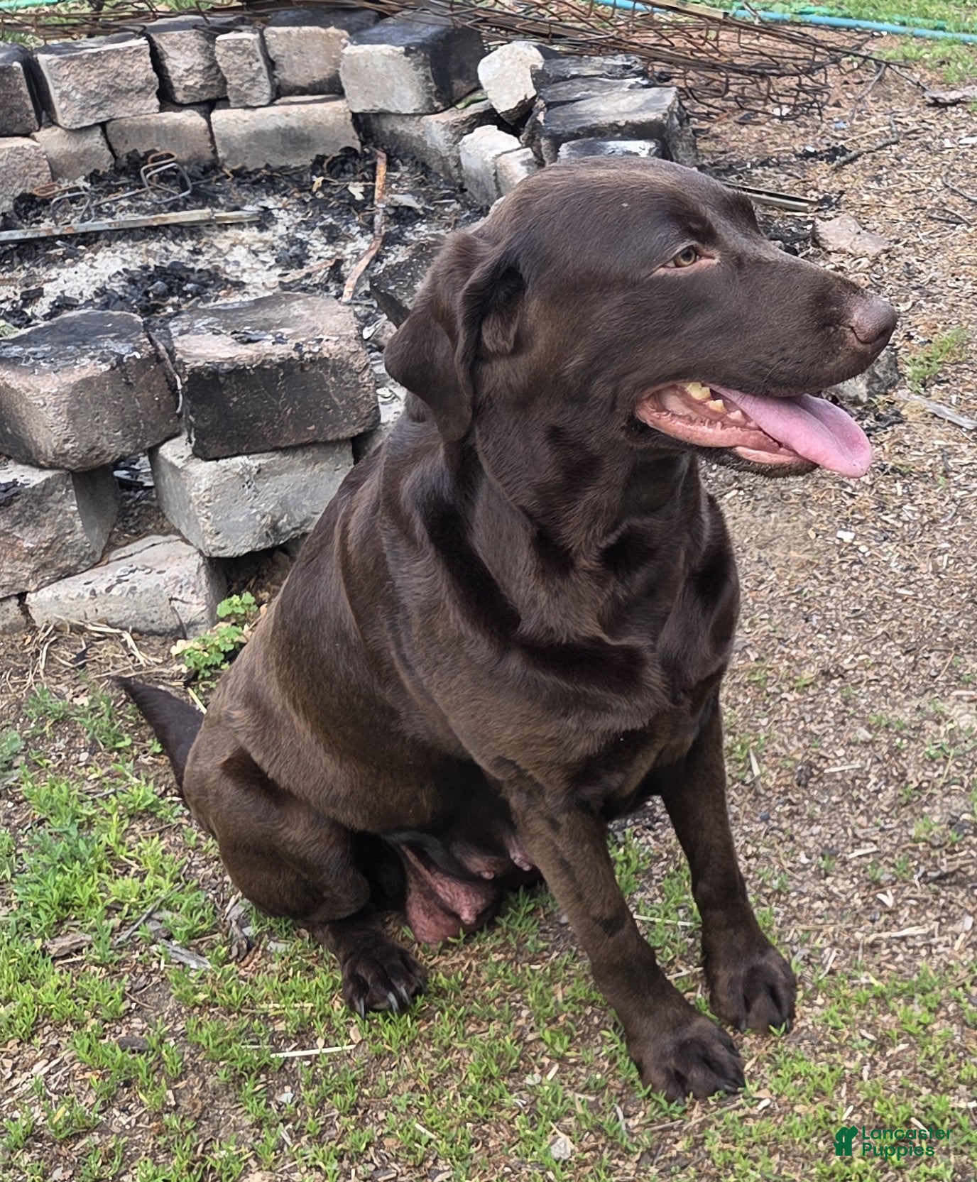 Labrador Retriever dogs Labrador Retriever 1 - Ad 36