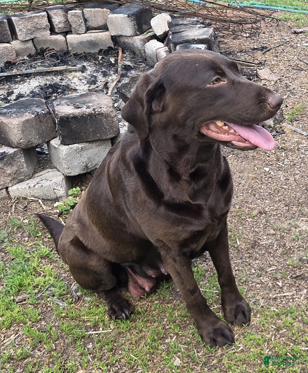 Labrador Retriever dogs for sale: Labrador Retriever 1 - Ad 1