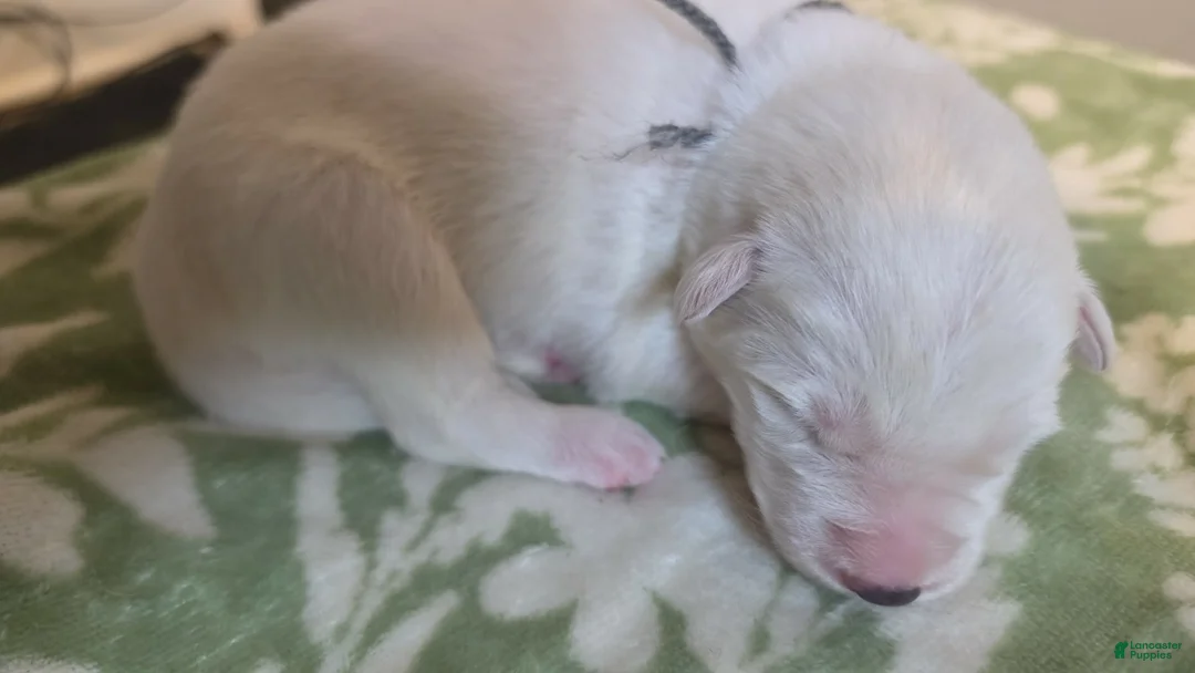 German Shepherd dogs for sale: Gray - Ad 2