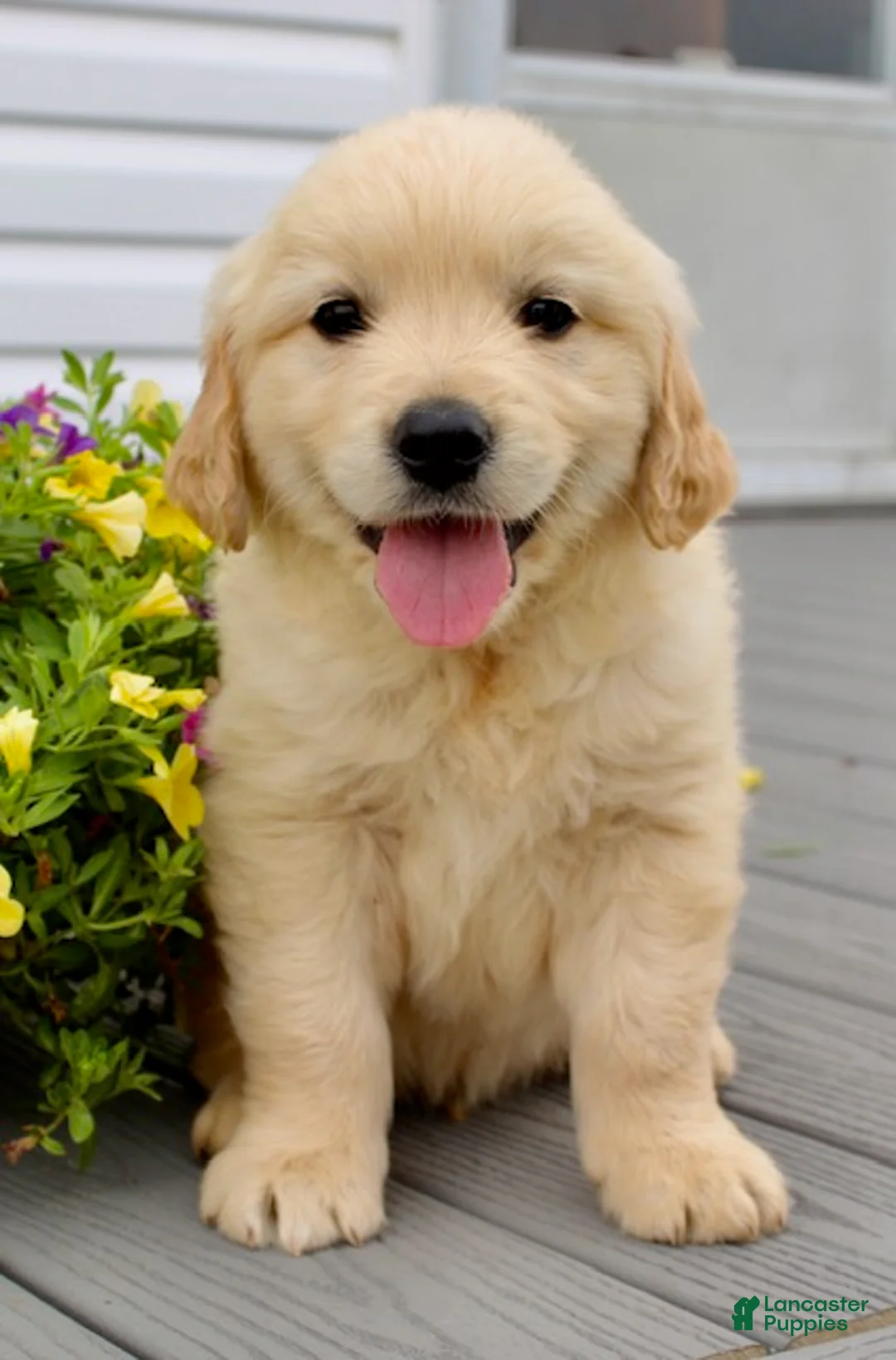Golden Retriever dogs for sale: Oscar - Ad 2