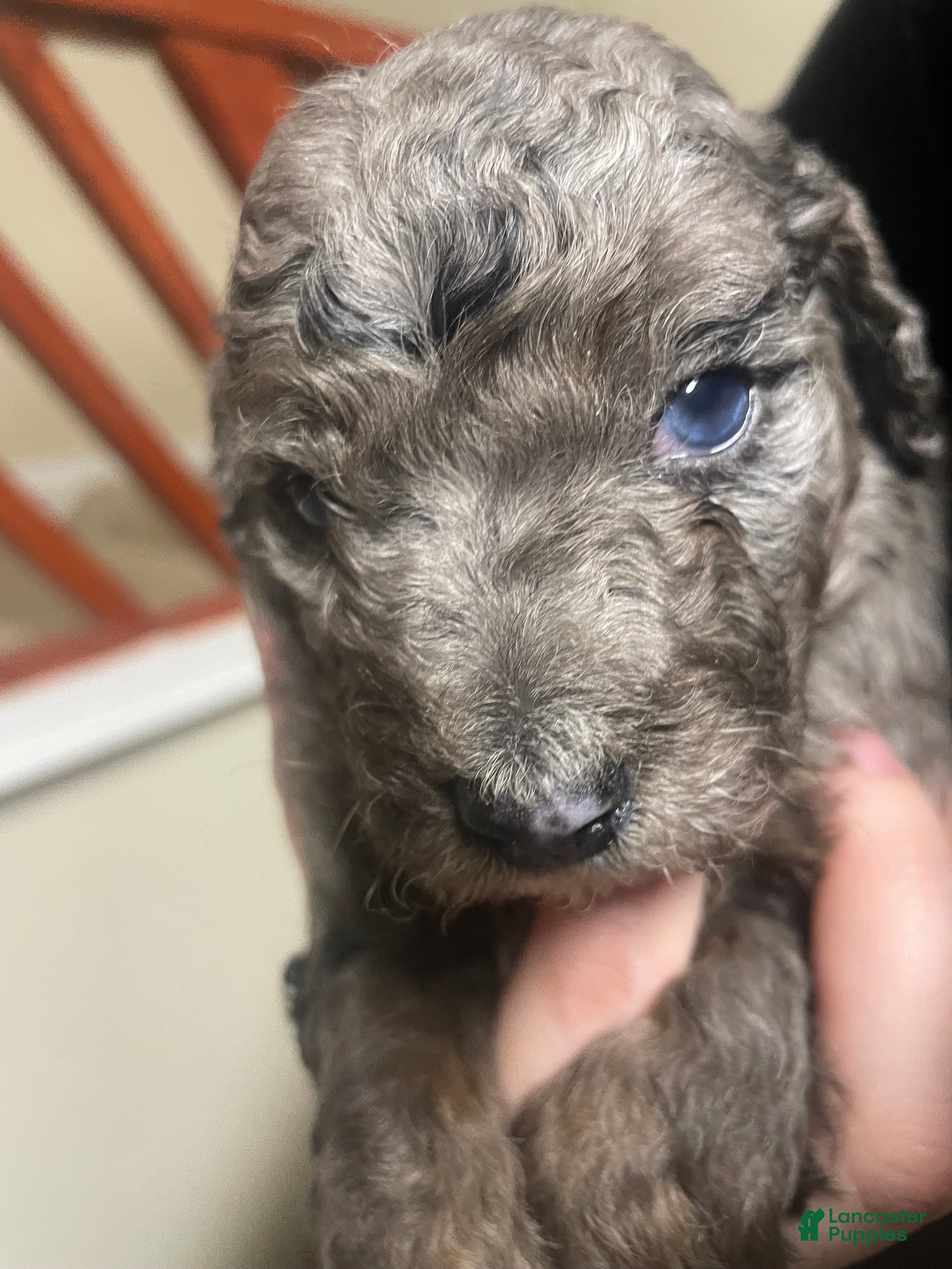 Goldendoodle dogs Sirrus - Ad 36