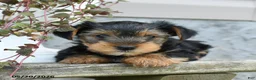 Yorkshire Terrier dogs for sale: Caramel - Ad 4