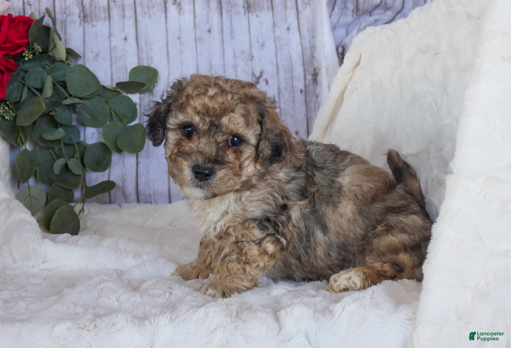 Bichpoo dogs Charlie - Ad 2