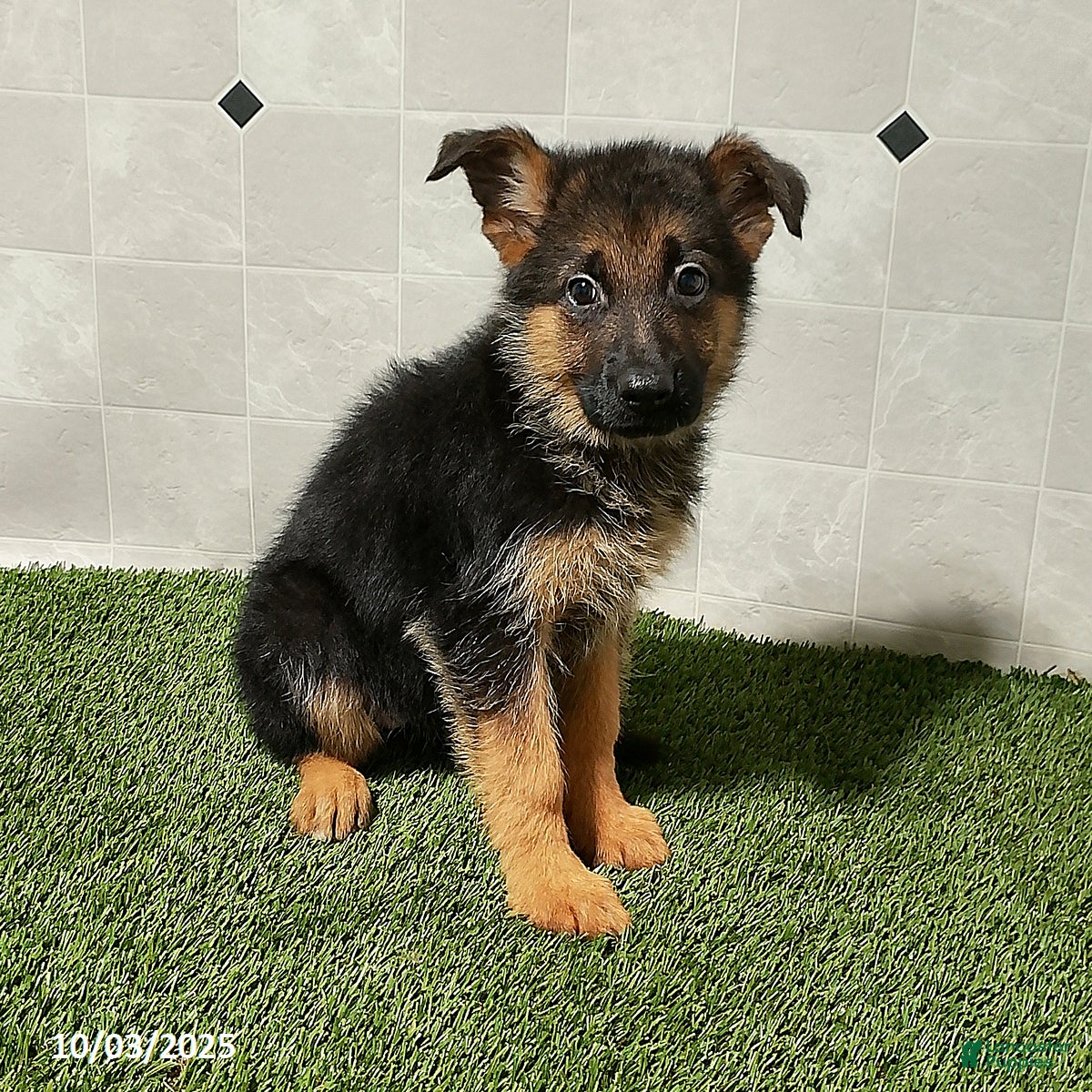 German Shepherd Puppies for sale in Danville, Kentucky