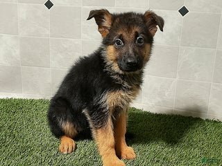 German Shepherd dogs - Ad 25