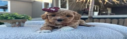 Mini Goldendoodle dogs for sale: Liz - Ad 3
