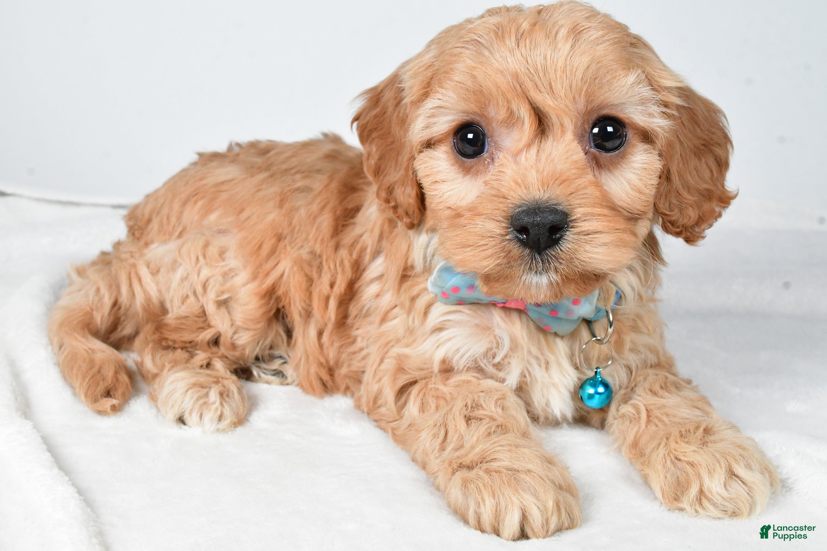 Cavachon dogs Georgie - Ad 27