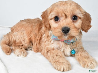 Cavachon dogs Georgie - Ad 7