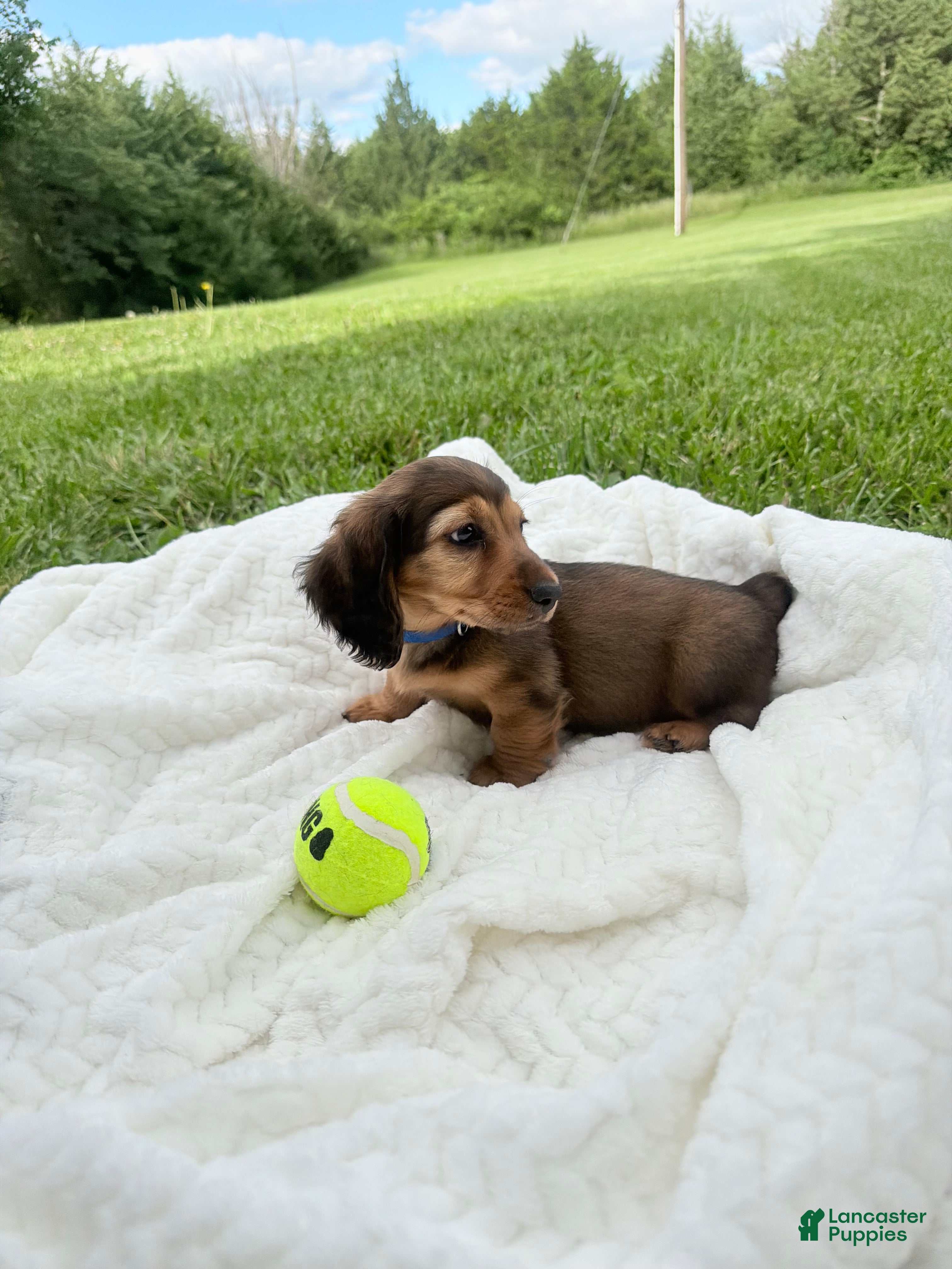 Miniature Dachshund dogs Rex - Ad 4