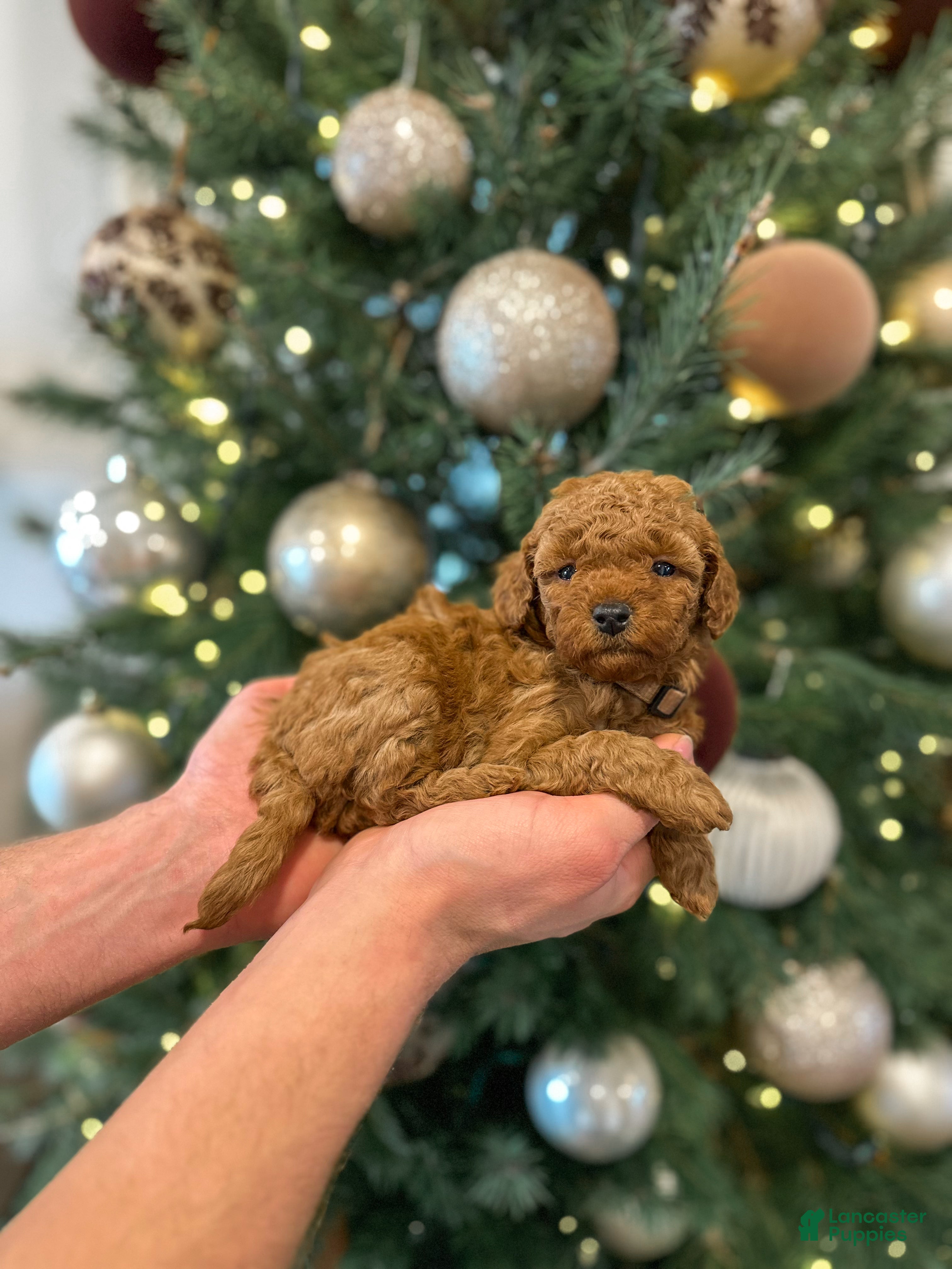 Mini Goldendoodle dogs Maple - Ad 4