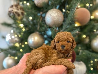Mini Goldendoodle dogs Maple - Ad 42