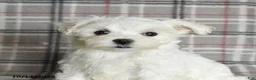 Maltese dogs for sale: Paige - Ad 3