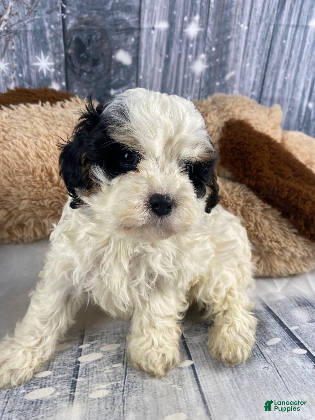 Cavapoo dogs for sale: Jovan - Ad 1