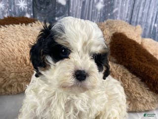 Cavapoo dogs Jovan - Ad 18