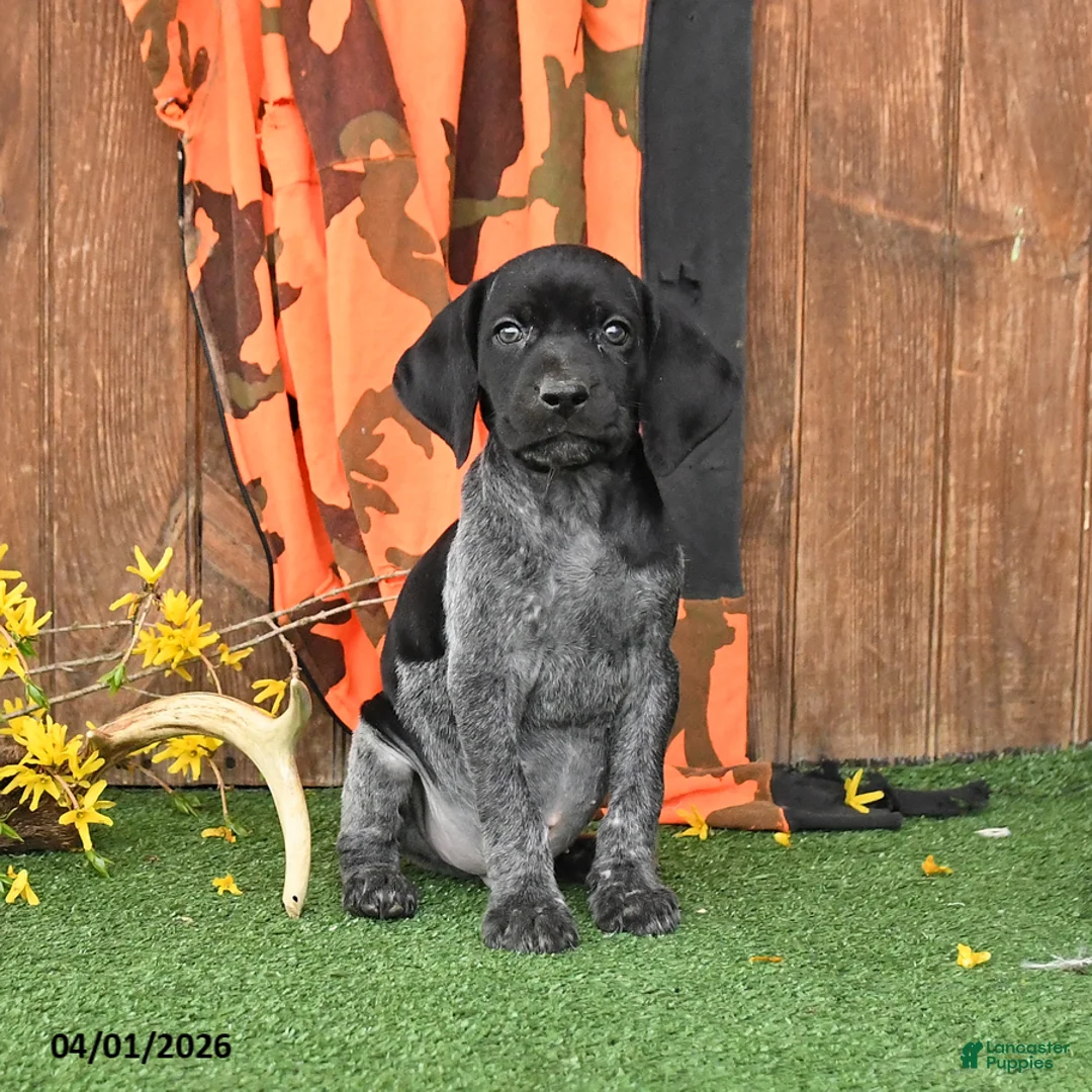 German Shorthaired Pointer dogs for sale: Liberty - Ad 1
