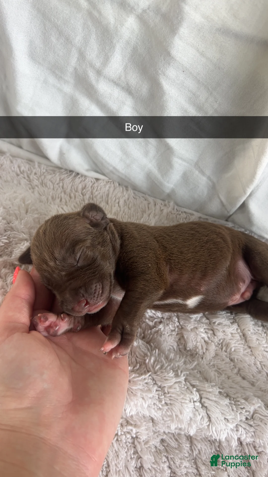 Mixed Breed dogs for sale: Mixed Breed 5 - Ad 1