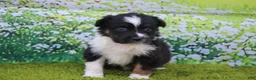 Australian Shepherd dogs for sale: Leo - Ad 4