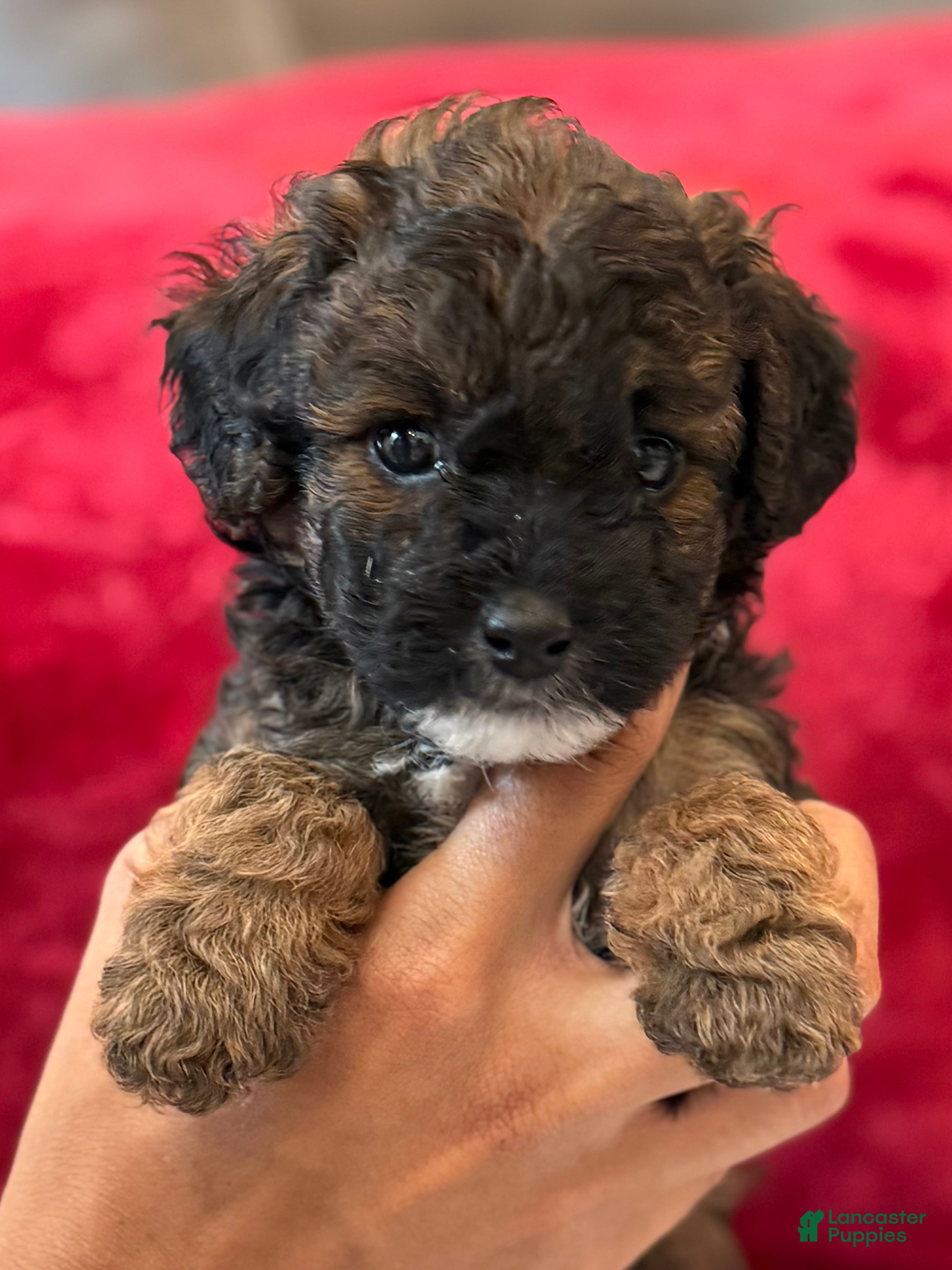 Mini Bernedoodle dogs Artemis - Ad 7