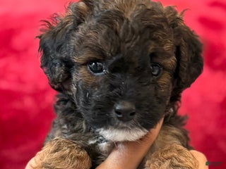 Mini Bernedoodle dogs Artemis - Ad 9