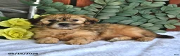 Shihpoo dogs for sale: Cookie - Ad 1