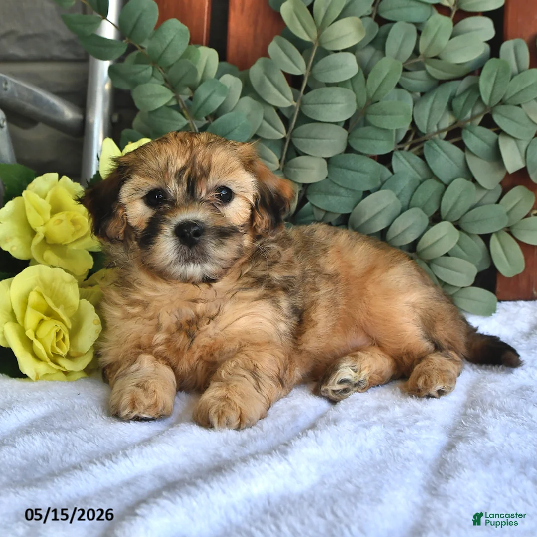 Shihpoo dogs for sale: Cookie - Ad 1
