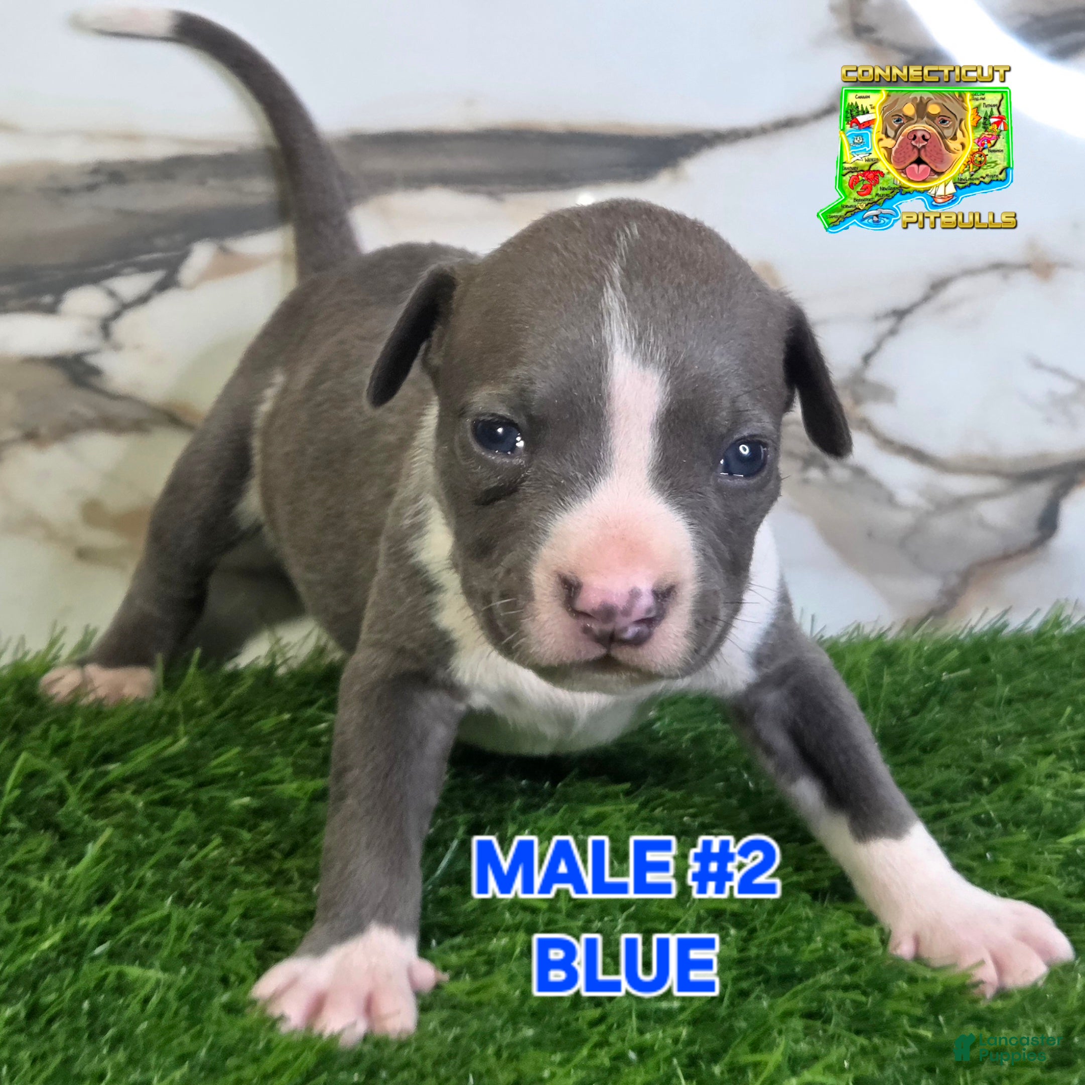 American Bully dogs for sale: Blue - Ad 4