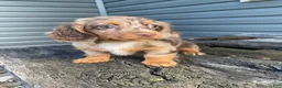Miniature Dachshund dogs for sale: Nora - Ad 12