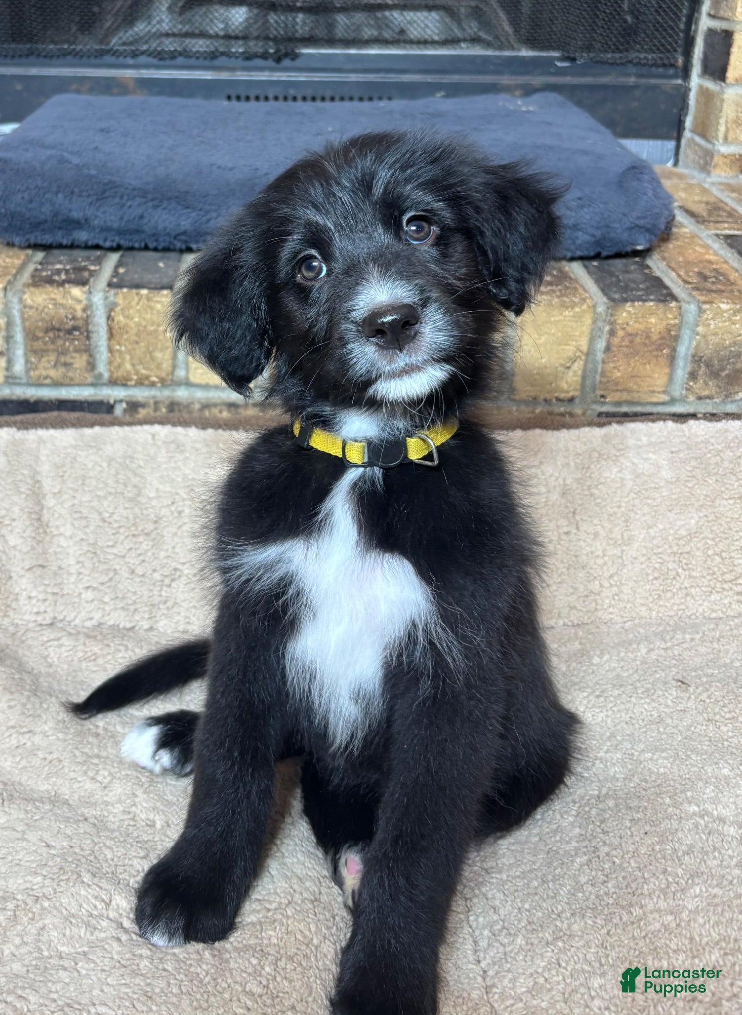 Mixed Breed dogs Golden Bernedoodles - Ad 33