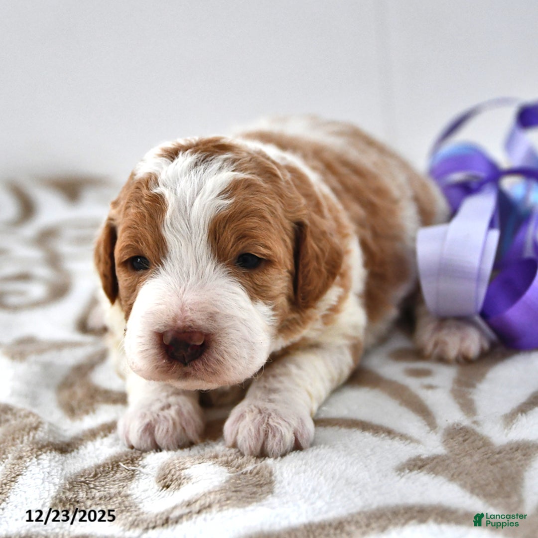 Mini Goldendoodle dogs for sale: Olivia - Ad 6