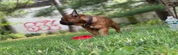 French Bulldog dogs for sale: Napoleon  - Ad 8